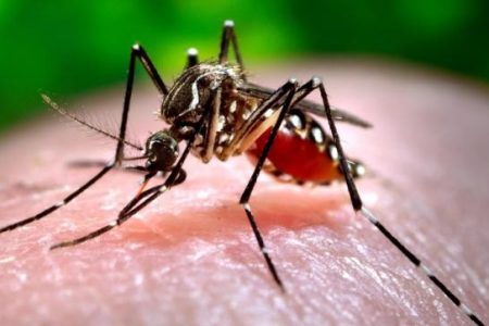 dengue_outbreak