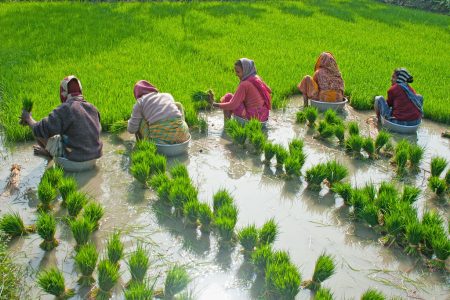 dhaan diwas