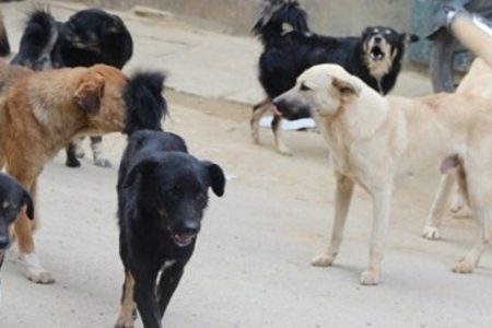 dog-660x330