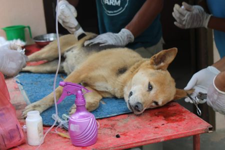 dog-bandhyakaran