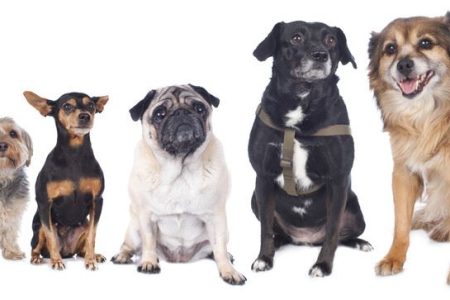 dogs