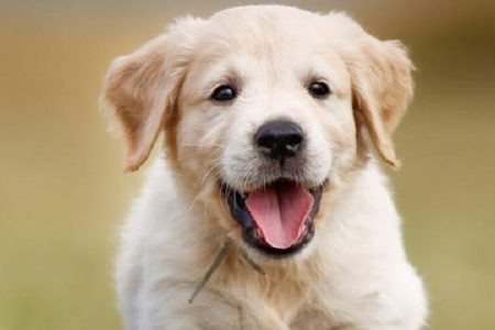dogy