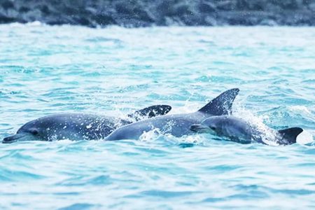 dolfin