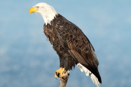 eagle