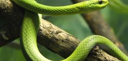 eastern-green-mamba-5a8734cc6edd6500364ef14e