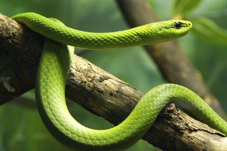 eastern-green-mamba-5a8734cc6edd6500364ef14e