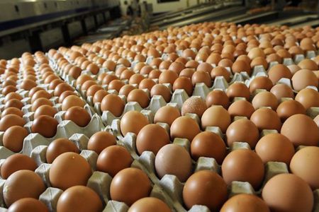 egg