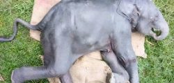 elephant-baby-death