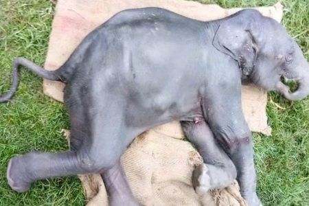 elephant-baby-death