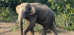The Elephants from Dalma sanctuary from Jhadkhand riched in Jadibali Forest range in Nilgiri, Balasore