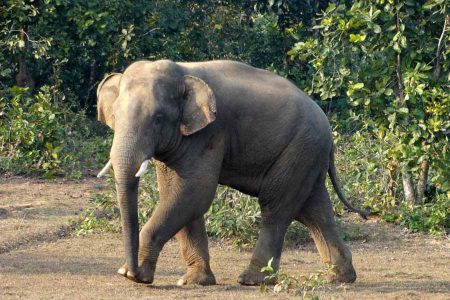 The Elephants from Dalma sanctuary from Jhadkhand riched in Jadibali Forest range in Nilgiri, Balasore