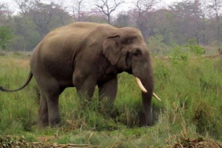 elephant