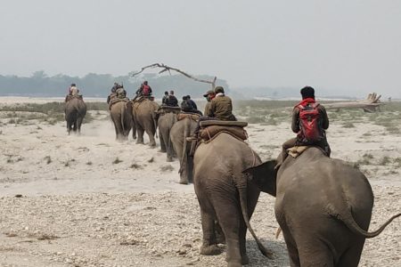 elephant