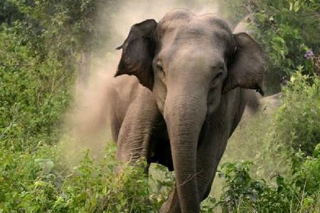 elephant111