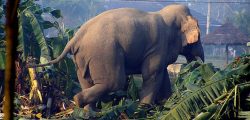 elephant_chitwan