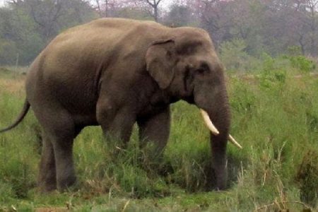 elephant_ronaldo