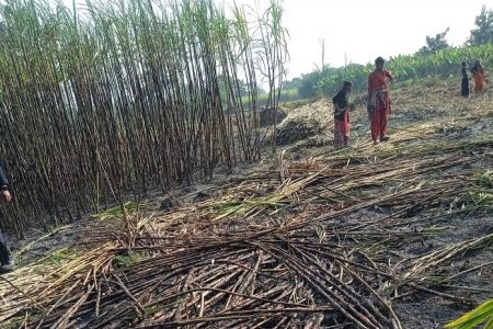 fire_in_sugarcane_o4Omofq1wW