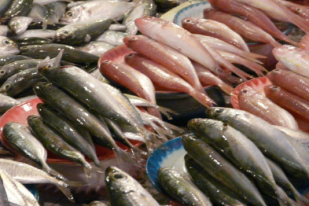 fish-705x450