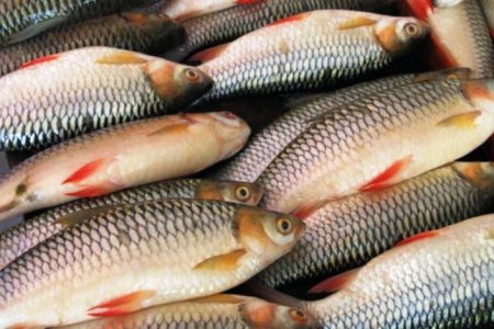 fish chitwan
