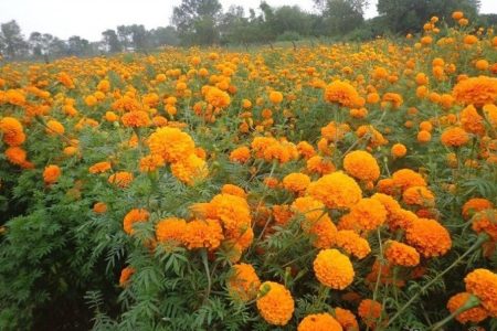 flower