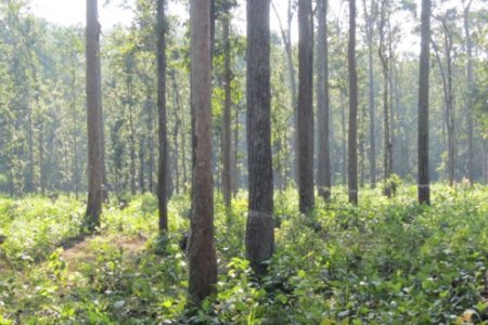 forest-12_20200603102645