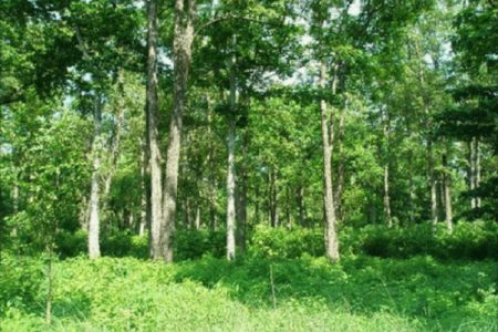 forest