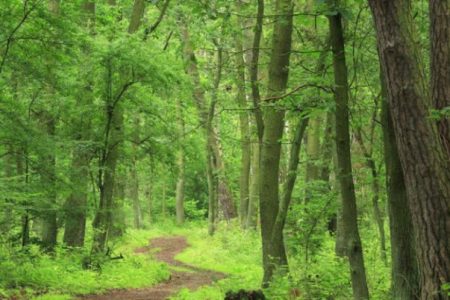 forest