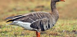 fronted_goose_lXryRRcZBd