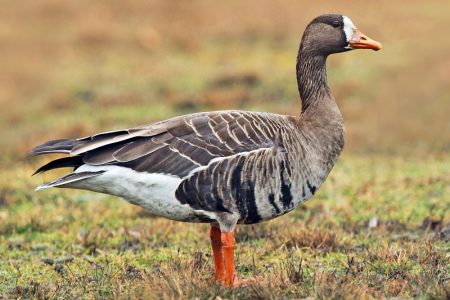 fronted_goose_lXryRRcZBd