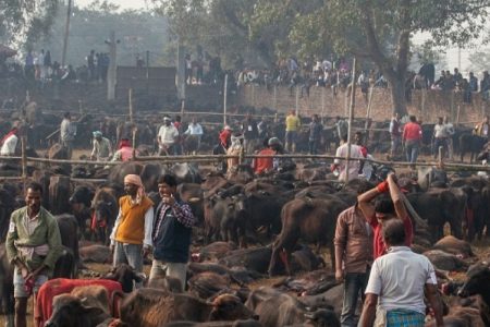 gadhimai2019-12-04-10-48-44