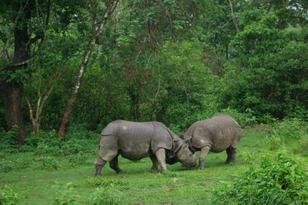gaida chitwan