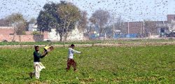 (200216) -- OKARA, Feb. 16, 2020 (Xinhua) -- Photo taken with mobile phone on Feb. 15, 2020 shows Pakistani farmers trying to avoid locusts swarming in Okara district in eastern Pakistan's Punjab province. Locust attack on crops incurred heavy financial losses to farmers in some areas of the country. (Str/Xinhua) (Xinhua/Stringer via Getty Images)