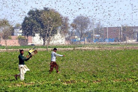 (200216) -- OKARA, Feb. 16, 2020 (Xinhua) -- Photo taken with mobile phone on Feb. 15, 2020 shows Pakistani farmers trying to avoid locusts swarming in Okara district in eastern Pakistan's Punjab province. Locust attack on crops incurred heavy financial losses to farmers in some areas of the country. (Str/Xinhua) (Xinhua/Stringer via Getty Images)