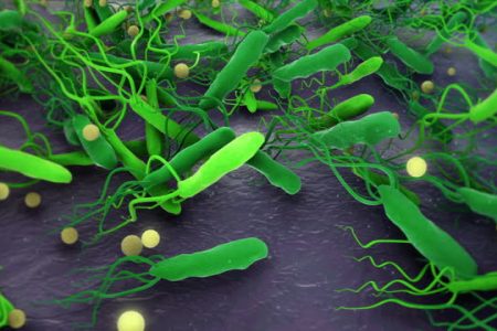 H.pylori,helicobacter pylori bacterium