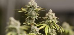 gaja merijuana