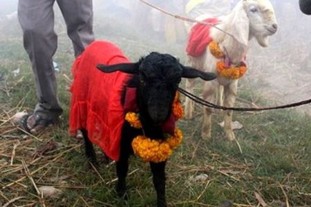 goat-nh