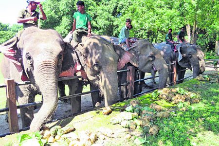 hatti_elephant_finalll