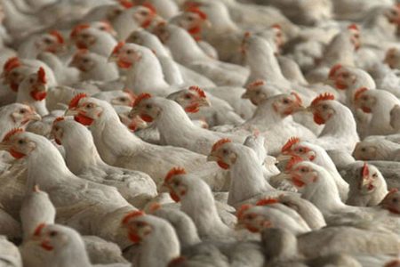 hen
