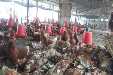 hen