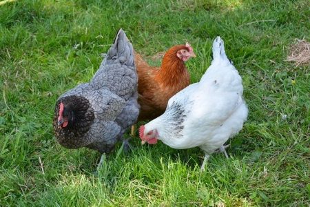 hens-3420126_640