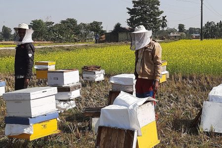 honey-bee-4