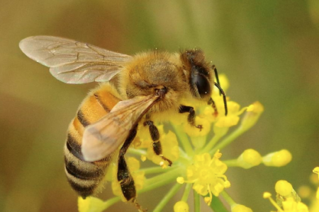 honey-bee