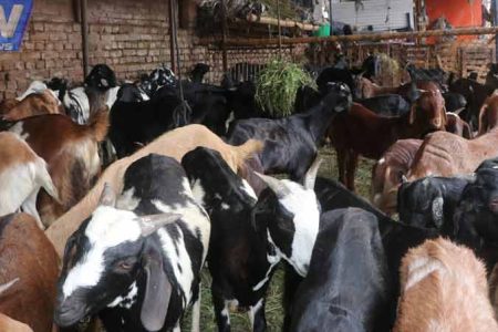 indian_goats