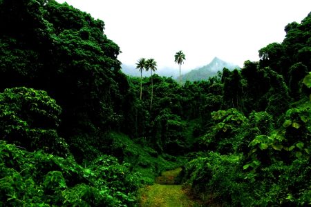 jungle