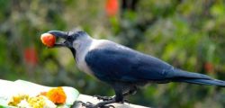 kag-tihar-crow