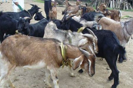 khasi-boka