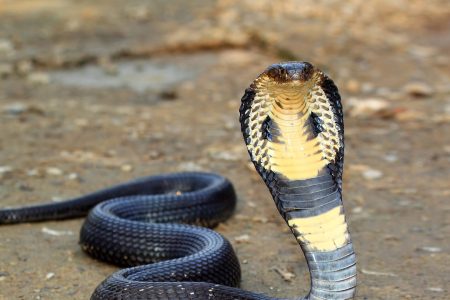 king-cobra