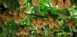 kiwi-fruit