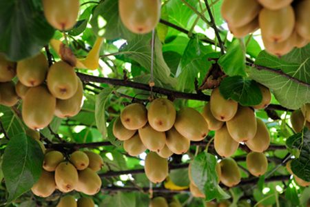 kiwi-fruit