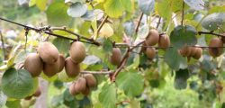kiwi_1_a7PkQilUkB